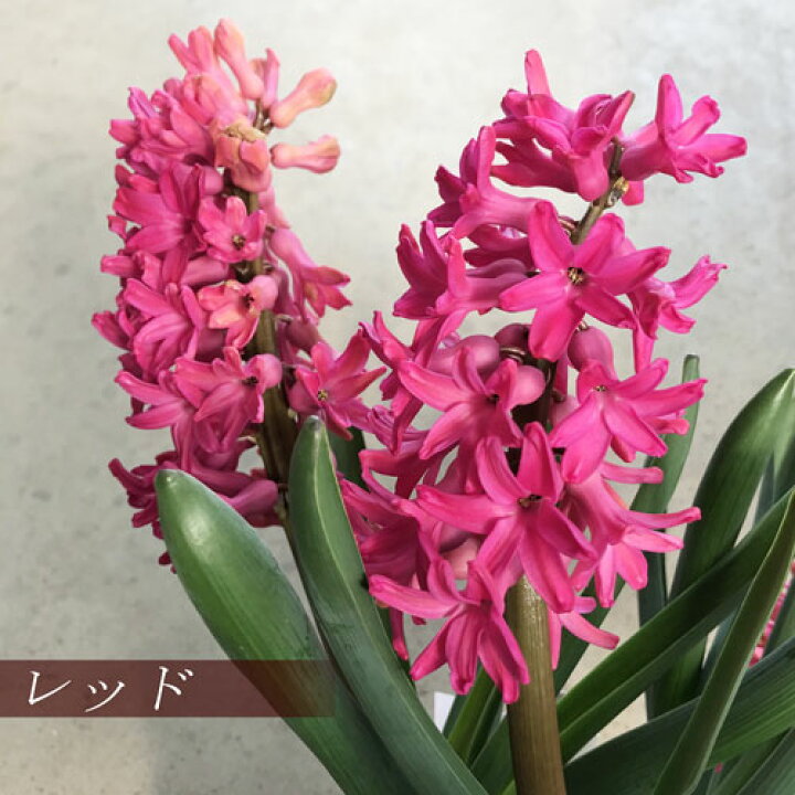 楽天市場 ヒヤシンス 3球植え 4号ポット 赤 ピンク 白 青 紫 黄 全5色ヒアシンス 香り 花苗 球根 鉢花 花みどりマーケット 楽天市場店