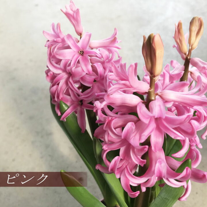 楽天市場 ヒヤシンス 3球植え 4号ポット 赤 ピンク 白 青 紫 黄 全5色ヒアシンス 香り 花苗 球根 鉢花 花みどりマーケット 楽天市場店