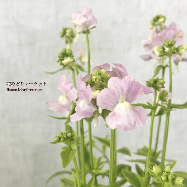 楽天市場 宿根ネメシア 斑入り コウキスマイル 2 5号ポット苗鉢花 寄せ植え カラーリーフ 香り 芳香 宿根草 花苗 多年草 花みどりマーケット 楽天市場店