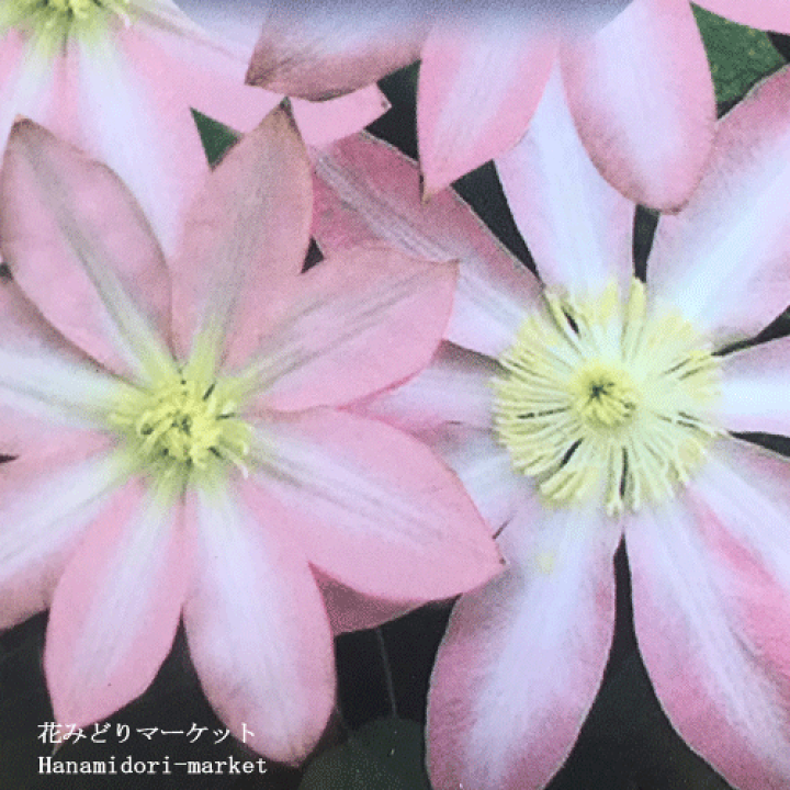 楽天市場】クレマチス パテンス系 桜姫2.5号ポット新苗 【旧枝咲き