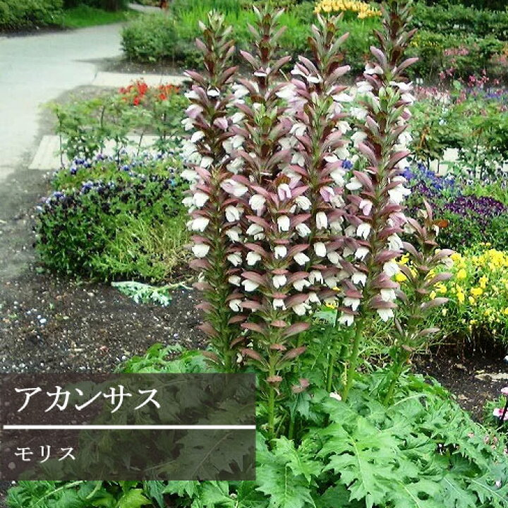 楽天市場 アカンサス モリス 3 3 5号ポット苗イングリッシュガーデン 宿根草 花苗 多年草 花みどりマーケット 楽天市場店
