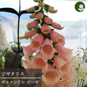 yPi / 3ZbgzWM^X _VA s[` 3|bgctHbNXO[u CObVK[f h ԕc N