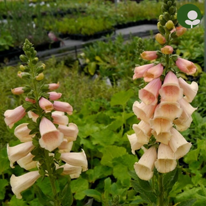 楽天市場 ジギタリス ダルメシアン ピーチ 3号ポット苗フォックスグローブ イングリッシュガーデン 宿根草 花苗 多年草 花みどりマーケット 楽天市場店 楽天市場 ジギタリス ダルメシアン ピーチ 3号ポット苗フォックスグローブ イングリッシュガーデン 宿根草 花苗 多年草 花みどりマーケット 楽天市場店