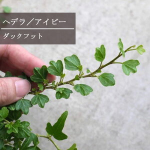 yPi / 3Zbgzwf _bNtbg 3|bgc CObVACr[@ԕc N OhJo[ CeAO[ ϗtA