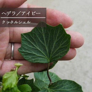 yPi / 3Zbgzwf NbNVF 3|bgc CObVACr[ CeAO[ N ԕc OhJo[ ϗtA ACr[