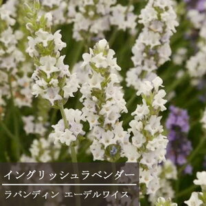 �y�P�i / 3�Z�b�g�z���x���_�[ �C���O���b�V���n �G�[�f�����C�X 3���|�b�g�c �C���O���b�V�����x���_�[ ���o���f�B�� �G�[�f�����C�X �n�[�u�c �C���O���b�V���K�[�f�� ���� �� �z���C�g
