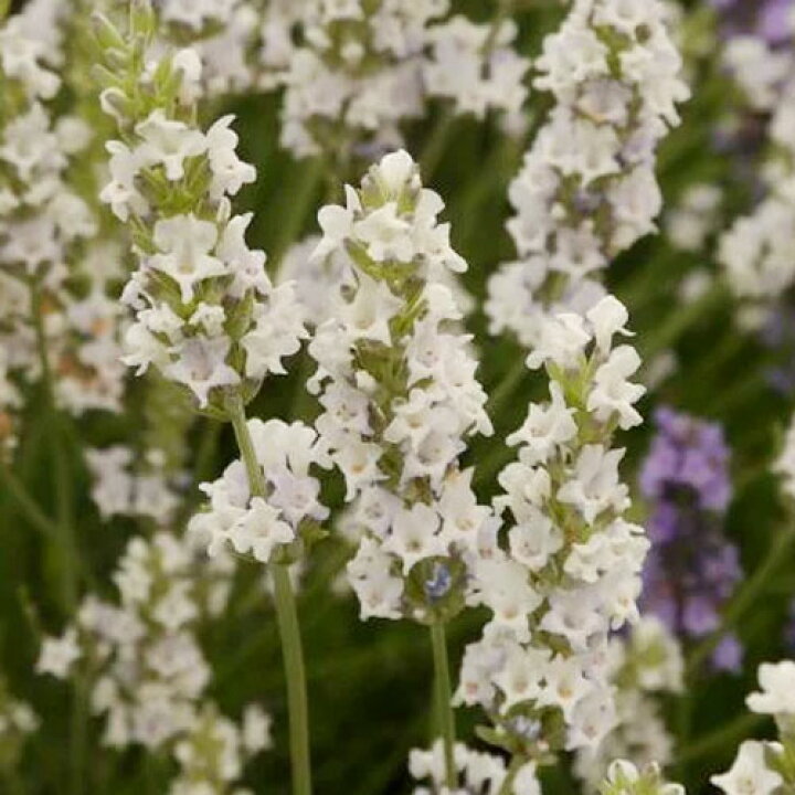 楽天市場 ラベンダー イングリッシュ系 エーデルワイス 3号ポット苗 イングリッシュラベンダー ラバンディン エーデルワイス ハーブ苗 イングリッシュガーデン 香り 白 ホワイトガーデン 花苗 多年草 宿根草 花みどりマーケット 楽天市場店