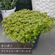 【単品 / 3個セット】オレガノ ウエストエーカーゴールド 3号ポット苗カラーリーフ イングリッシュガーデ…