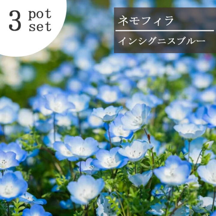 楽天市場 3個セット ネモフィラ インシグニスブルー 3号ポット 計3ポットセット花苗 ガーデニング 花壇 ブルー 春 耐寒 花みどりマーケット 楽天市場店