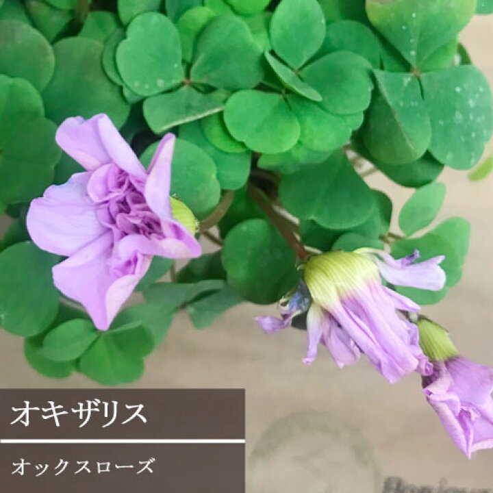 楽天市場 オキザリス オックスローズ 3 5号ポット苗花苗 寄せ植え 宿根草 多年草 耐寒 耐暑 カラーリーフ 花みどりマーケット 楽天市場店