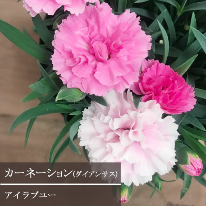 楽天市場 ダイアンサス カーネーション アイラブユー 4号ポット花苗 鉢花 多年草 耐寒 耐暑 寄せ植え 花壇 ガーデニング 母の日 花みどりマーケット 楽天市場店 楽天市場 ダイアンサス カーネーション アイラブユー 4号ポット花苗 鉢花 多年草 耐寒 耐暑 寄せ植え 花壇 ガーデニング 母の日 花みどりマーケット 楽天市場店