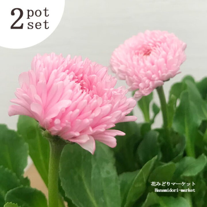 楽天市場 2個セット チロリアンデージー ロベラ ピンク 3号ポット苗 2個セット花苗 寄せ植え 花壇 ガーデニング ピンク 耐寒 春 冬 花みどりマーケット 楽天市場店 楽天市場 2個セット チロリアンデージー ロベラ ピンク 3号ポット苗 2個セット花苗 寄せ植え 花壇 ガーデニング ピンク 耐寒 春 冬 花みどりマーケット 楽天市場店
