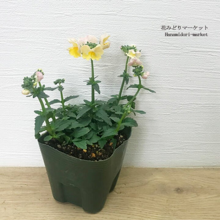 楽天市場 ネメシア 春菜 3 5号ポット苗花苗 寄せ植え 花壇 ガーデニング 香り 耐寒 レア 珍しい 春 冬 秋 花みどりマーケット 楽天市場店