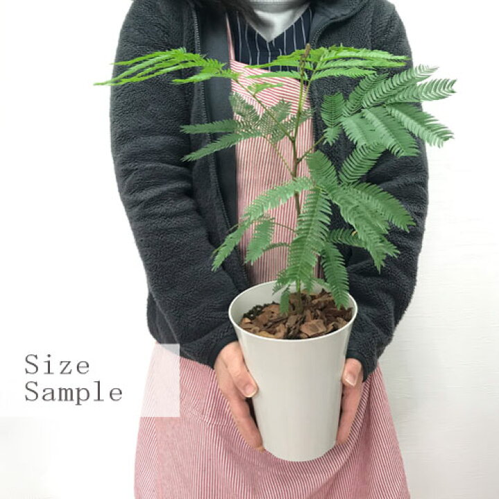 楽天市場 エバーフレッシュ 5号プラ鉢アカサヤネムノキ観葉植物 インテリアグリーン オフィスグリーン 丈夫 育てやすい ネムノキ新生活 引っ越し祝 開店祝 結婚祝 ギフト 花みどりマーケット 楽天市場店 楽天市場 エバーフレッシュ 5号プラ鉢アカサヤネムノキ観葉植物 インテリアグリーン オフィスグリーン 丈夫 育てやすい ネムノキ新生活 引っ越し祝 開店祝 結婚祝 ギフト 花みどりマーケット 楽天市場店