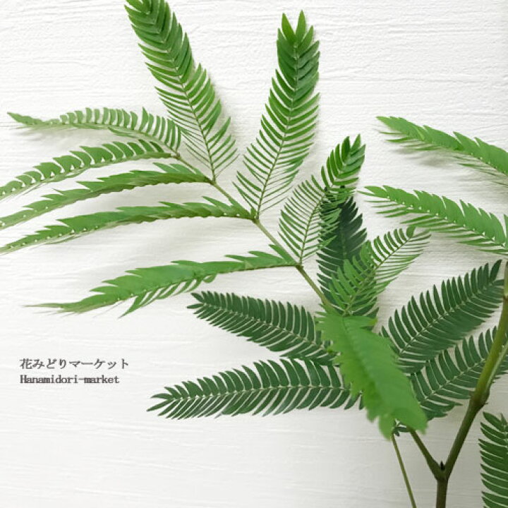 楽天市場 エバーフレッシュ 5号プラ鉢アカサヤネムノキ観葉植物 インテリアグリーン オフィスグリーン 丈夫 育てやすい ネムノキ新生活 引っ越し祝 開店祝 結婚祝 ギフト 花みどりマーケット 楽天市場店