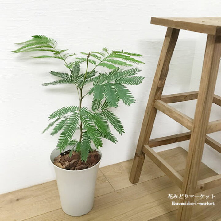 楽天市場 エバーフレッシュ 5号プラ鉢アカサヤネムノキ観葉植物 インテリアグリーン オフィスグリーン 丈夫 育てやすい ネムノキ新生活 引っ越し祝 開店祝 結婚祝 ギフト 花みどりマーケット 楽天市場店 楽天市場 エバーフレッシュ 5号プラ鉢アカサヤネムノキ観葉植物 インテリアグリーン オフィスグリーン 丈夫 育てやすい ネムノキ新生活 引っ越し祝 開店祝 結婚祝 ギフト 花みどりマーケット 楽天市場店