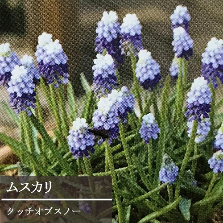 ムスカリ 球根 タッチオブスノー １０球入 新潟県花卉球根農業協同組合