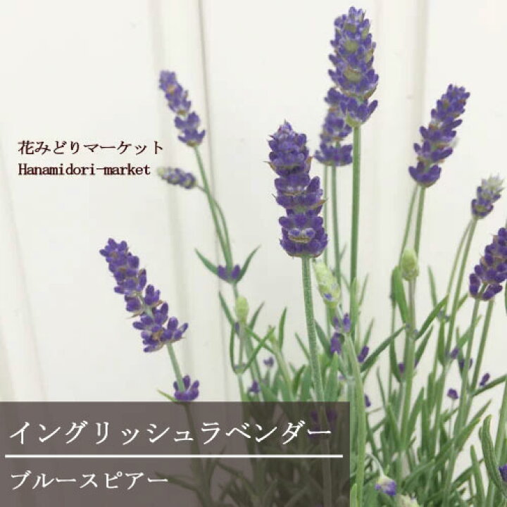 楽天市場 ラベンダー イングリッシュ系 ブルースピアー 3 3 5号ポット苗イングリッシュラベンダー 香り ハーブ苗 強耐寒性 景観向け 宿根草 花苗 多年草 ブルー 青 ハーブ 花の苗 花みどりマーケット 楽天市場店