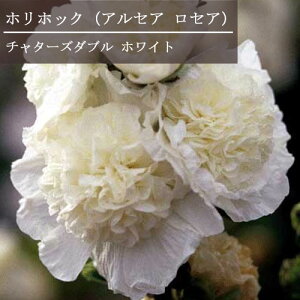 【単品 / 3個セット】アルセア ロセア チャターズ ホワイト 3号ポット苗タチアオイ ホリホック イングリッシュガーデン 宿根草 花苗 多年草 ホワイト 白
