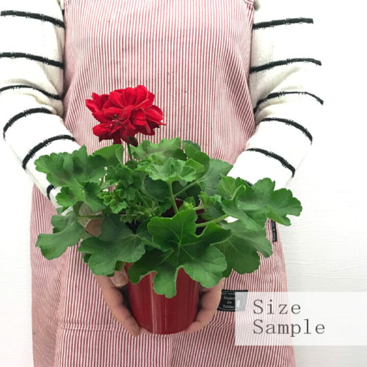 楽天市場 アイビーゼラニウム ゼラニウム カリオペ ダークレッド 4号ポット苗イングリッシュガーデン 寄せ植え 四季咲き 花苗 多年草 鉢花 宿根草 花壇 ガーデニング 花の苗 赤 レッド 花みどりマーケット 楽天市場店 楽天市場 アイビーゼラニウム ゼラニウム カリオペ ダークレッド 4号ポット苗イングリッシュガーデン 寄せ植え 四季咲き 花苗 多年草 鉢花 宿根草 花壇 ガーデニング 花の苗 赤 レッド 花みどりマーケット 楽天市場店