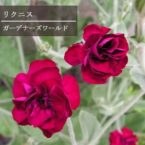 NjX RiA K[fi[Y[h 3|bgcd炫 tl J[[t@h@ԕc N