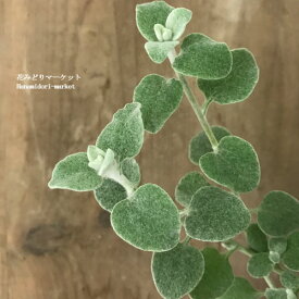 【単品 / 3個セット 】ヘリクリサム ペティオラレ シルバー 3号ポット苗 寄せ植え カラーリーフ 寄せ植え 鉢花 グランドカバー