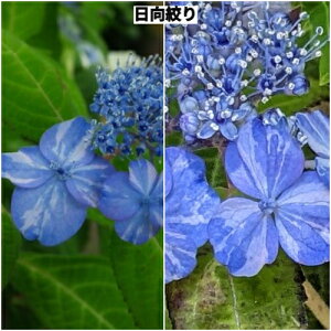 }AWTCiiqEKV{j3|bgcԕc   Vu A VF[h