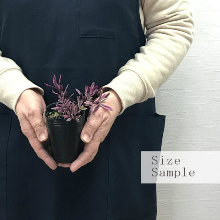 イサベラ(通常) サンプル