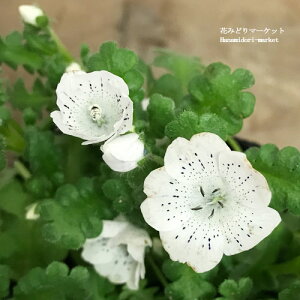 yPi / 3ZbgzltB@Xm[Xg[izCgj3|bgcԕc K[fjO Ԓd t ϊ  2