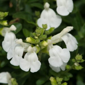 yPi / 3Zbg zhTrA `F[Z[W p[zCg 3|bg CObVK[f sN  ԕc N h i`K[f