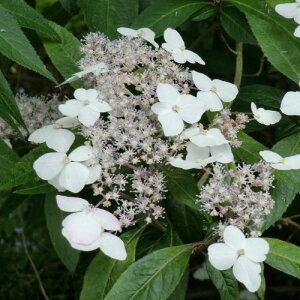 yPi / 3Zbgz΃AWTC pgLAWTC 3|bgc