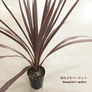 yPi / 3ZbgzRWl I[XgX bhX^[ 3|bgcI[i^vc OX  J[[t 񂹐A ϗtA ԕc N