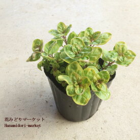 楽天市場 苗物 種類 植物 オレガノ ガーデニング 農業 花 ガーデン Diy の通販