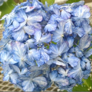 AWTCLiA}cj3|bgcnChWA ԕc @z K[fjO