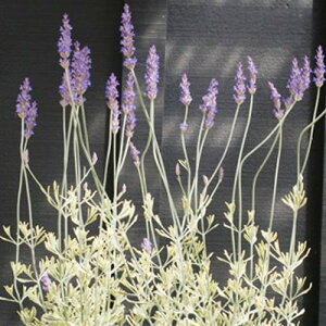 yPi / 3Zbgzx_[ t`n  AfB [ 3.5O|bgc CObVK[f J[[t