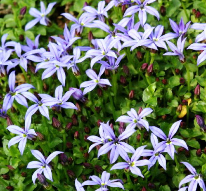 楽天市場 プラティア ライトブルー 3 3 5号ポット苗グランドカバー 宿根草 花苗 多年草 花みどりマーケット 楽天市場店