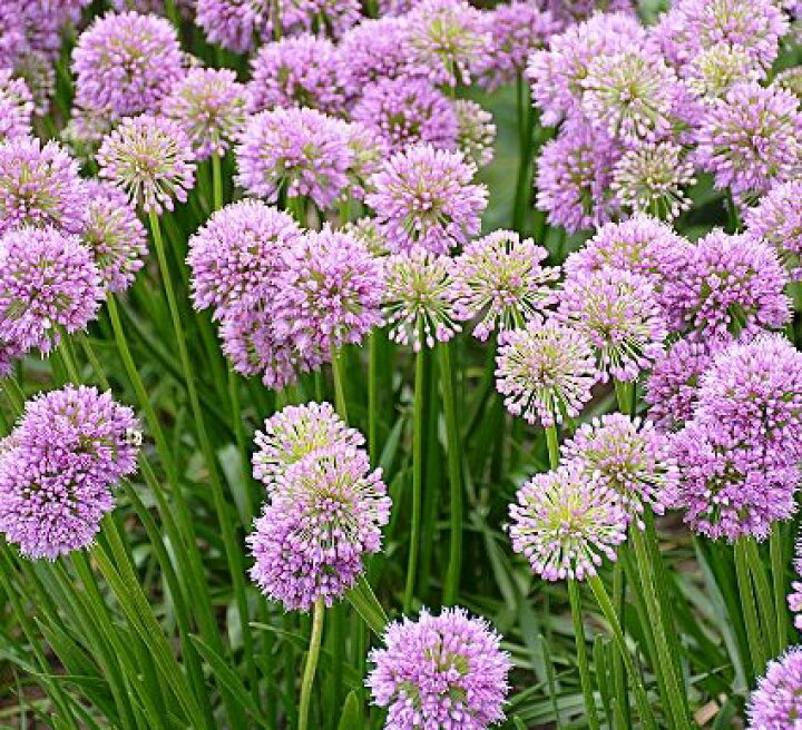 楽天市場 アリウム 宿根性 ミレニアム 3 5号ポット苗 アリューム ミレニアム 花みどりマーケット 楽天市場店