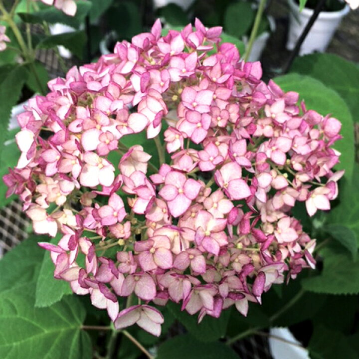 楽天市場 ガーデンアジサイ ピンクアナベル ピコティシャルマン 3 5号ポット苗花苗 苗 花木苗 アジサイ あじさい ピンク 白 ホワイト イングリッシュガーデン シュラブ 庭木 花みどりマーケット 楽天市場店 楽天市場 ガーデンアジサイ ピンクアナベル ピコティシャルマン 3 5号ポット苗花苗 苗 花木苗 アジサイ あじさい ピンク 白 ホワイト イングリッシュガーデン シュラブ 庭木 花みどりマーケット 楽天市場店