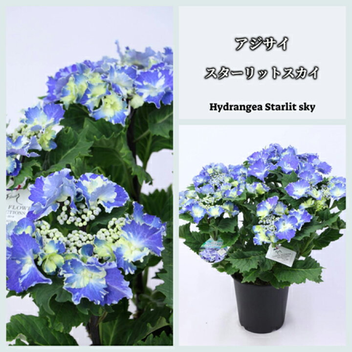 楽天市場 アジサイ 絞り咲き スターリットスカイ 3 5号ポット苗 ハイドランジア あじさい 鉢花 青 花みどりマーケット 楽天市場店