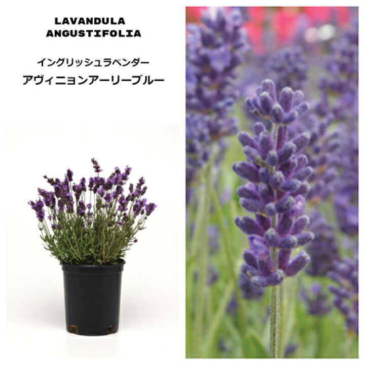 楽天市場 ラベンダー イングリッシュ系 アヴィニョン アーリーブルー 3号ポット苗イングリッシュガーデン 香り 宿根草 鉢花 ハーブ苗 花苗 多年草 花みどりマーケット 楽天市場店