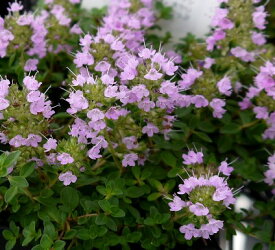 楽天市場 植物 タイム グランドカバーの通販