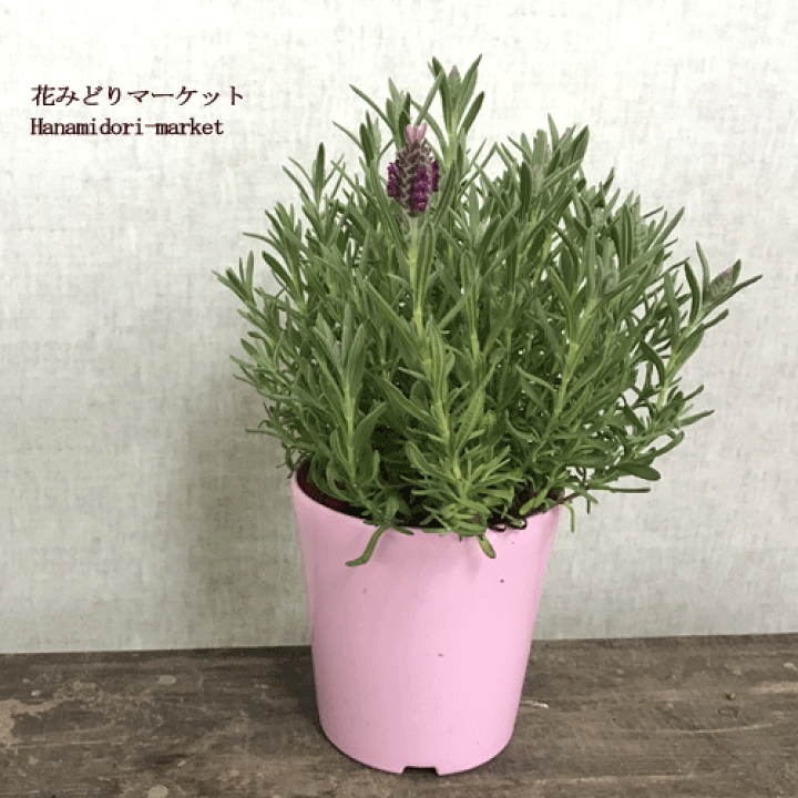 楽天市場 ラベンダー フレンチ系 キューレッド 4号ポット苗フレンチラベンダー ストエカス ピンクラベンダー 宿根草 鉢花 花みどりマーケット 楽天市場店 楽天市場 ラベンダー フレンチ系 キューレッド 4号ポット苗フレンチラベンダー ストエカス ピンクラベンダー 宿根草 鉢花 花みどりマーケット 楽天市場店