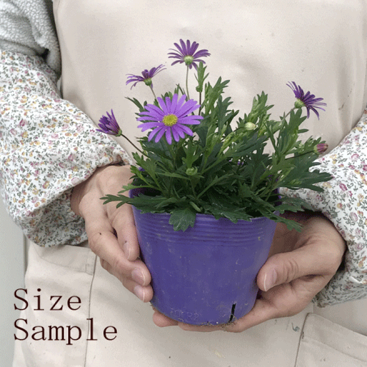 楽天市場 ブラキカム ブラスコバイオレット 3 5号ポット苗 四季咲き 宿根草 パープル 紫 ピンク 耐寒 耐暑 花みどりマーケット 楽天市場店