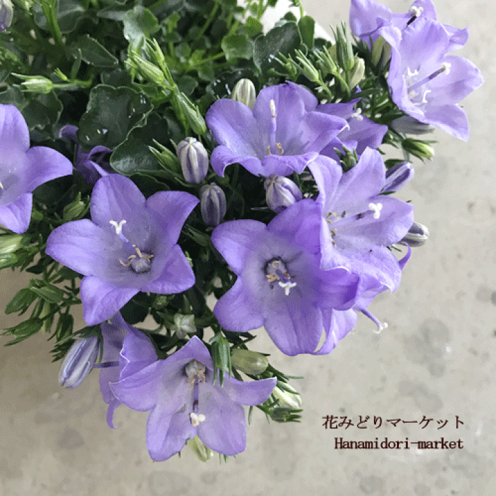 楽天市場 カンパニュラ メリーベル 3号ポット苗pw プルーヴンウィナーズ 花苗 多年草 宿根草 花みどりマーケット 楽天市場店 楽天市場 カンパニュラ メリーベル 3号ポット苗pw プルーヴンウィナーズ 花苗 多年草 宿根草 花みどりマーケット 楽天市場店