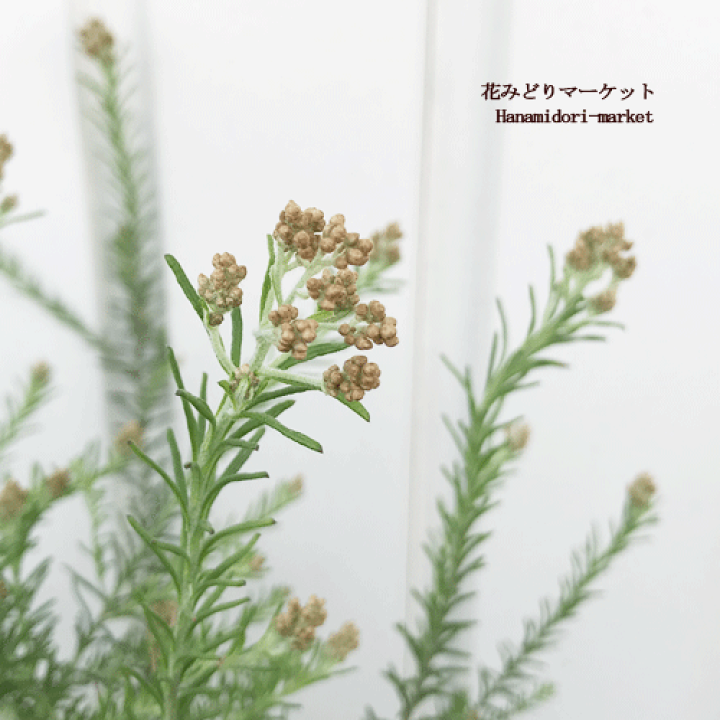 楽天市場 ライスフラワー ゴールドライスフラワー 3 5号ポット苗多年草 花苗 鉢花 花木 花みどりマーケット 楽天市場店