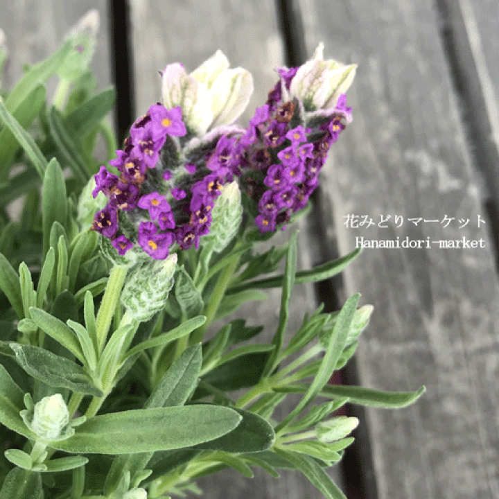 楽天市場】ラベンダー フレンチ系 バンデラ ピンク 3.5号ポット苗