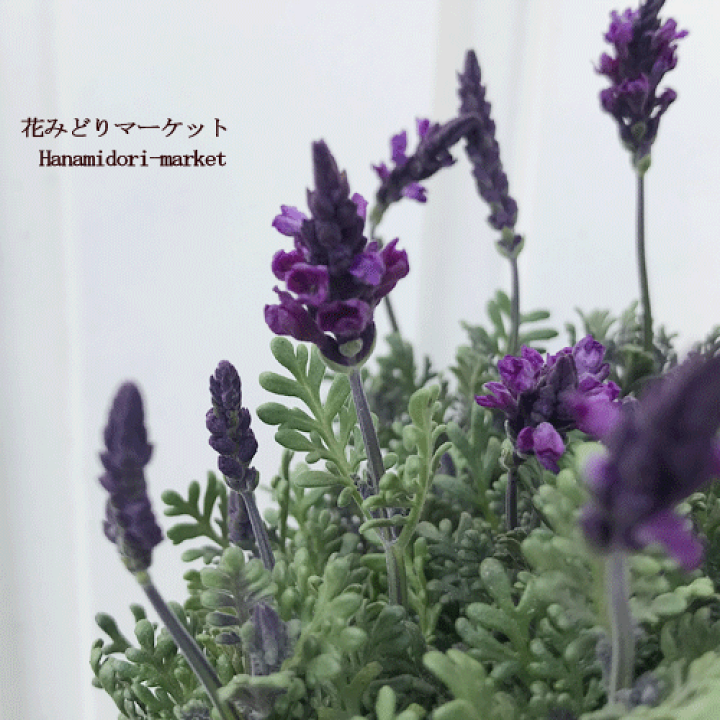 楽天市場】【単品 / 3個セット】レースラベンダー バイオレット 3号 
