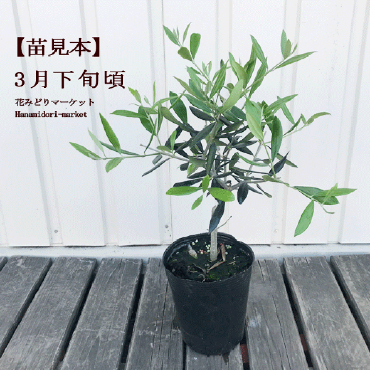 楽天市場 オリーブ シプレッシーノ チプレッシーノ 3 5号ポット苗ガーデニング シンボルツリー 鑑賞樹 インテリアグリーン おしゃれ 庭木 観葉植物 鉢花 花苗 寄せ植え 花みどりマーケット 楽天市場店