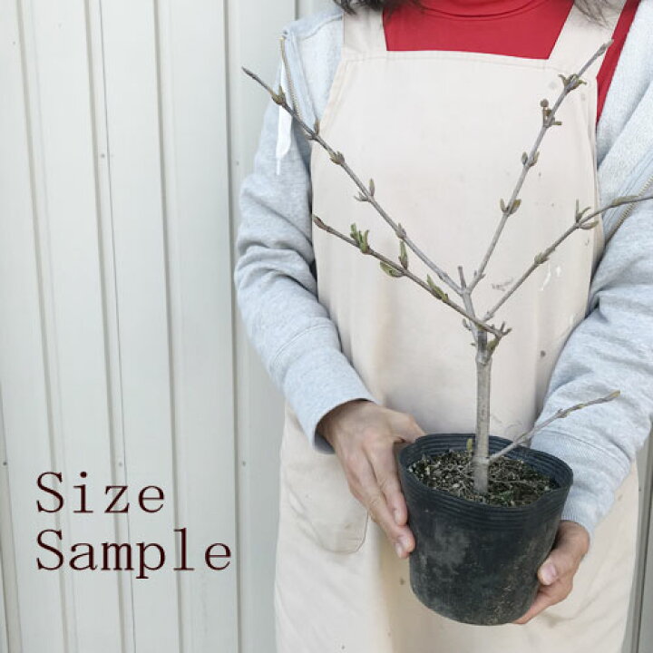 楽天市場 オオデマリ ビバーナム ビブルナム4 5 5号ポット苗シュラブ シンボルツリー 花みどりマーケット 楽天市場店