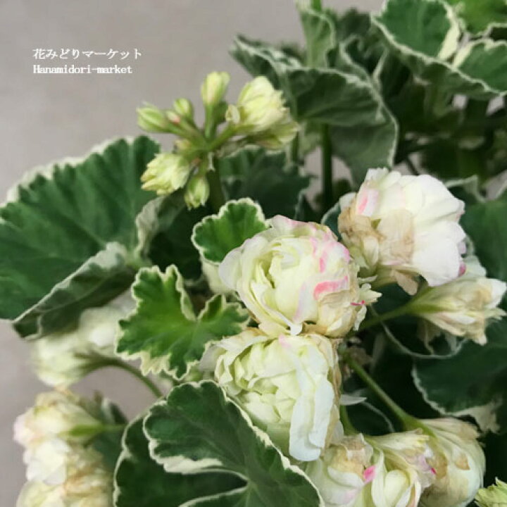 楽天市場 ゼラニューム 八重咲きホワイトリング 4 5号プラ鉢ゼラニウム カラーリーフ 花苗 花の苗 多年草 鉢花 花みどりマーケット 楽天市場店